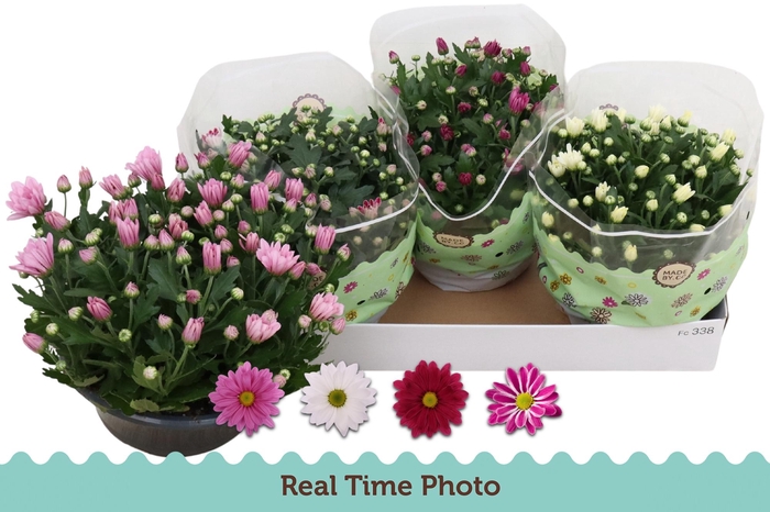 <h4>CHRYS GEM 4 KL</h4>