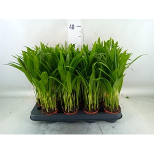 Dypsis lutescens   ...Chrysalidoca