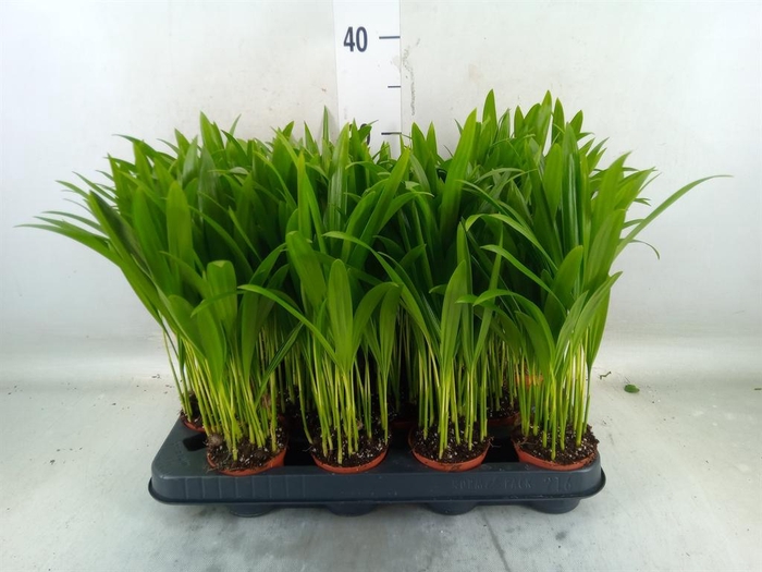 <h4>Dypsis lutescens   ...Chrysalidoca</h4>