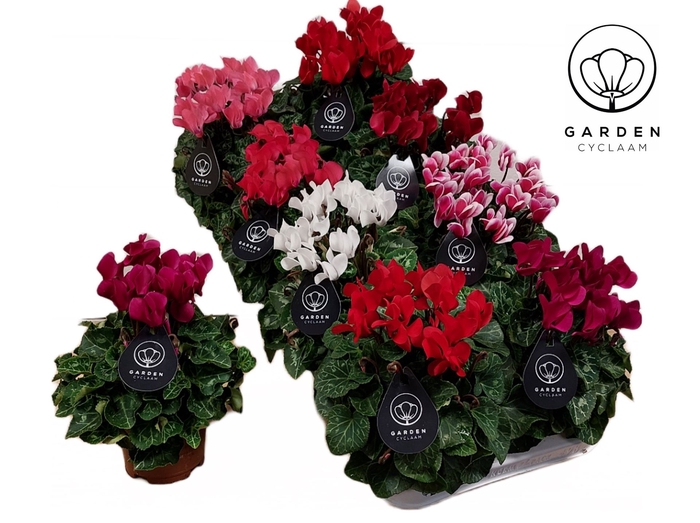 <h4>Cyclamen KL   ...patio</h4>