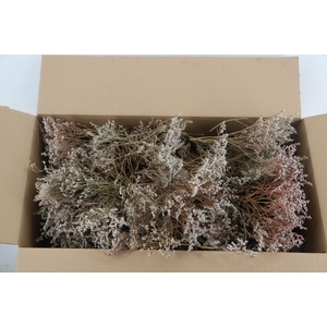 DF Gonio Tataricum Natural 500Gram