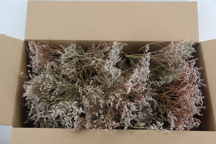 <h4>DF Gonio Tataricum Natural 500Gram</h4>