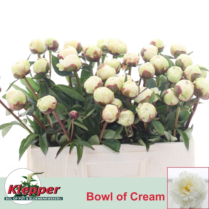 <h4>PAEO L BOWL OF CREAM</h4>
