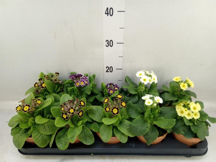 <h4>Primula veris 'Veris'</h4>