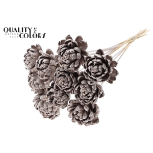Shola New Beauty Rose Ø8cm on stem Champagne