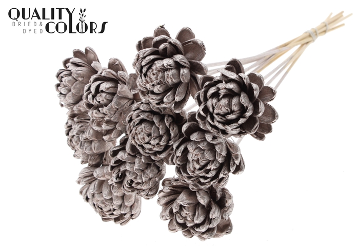 Shola New Beauty Rose Ø8cm on stem Champagne