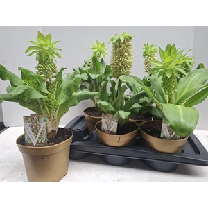 EUCOMIS BICOLOR