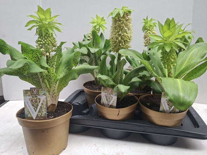 <h4>EUCOMIS BICOLOR</h4>