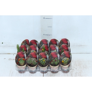 CACTUS MINI P06 FLORES ARTIFICIAL/DESIDRATADO