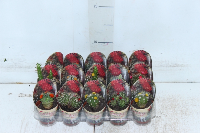 <h4>CACTUS MINI P06 FLORES ARTIFICIAL/DESIDRATADO</h4>