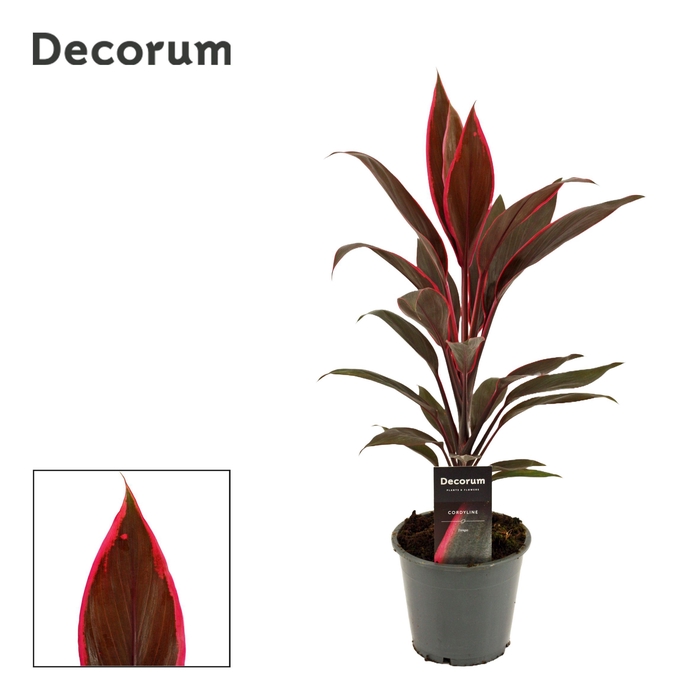 <h4>Cordyline Tango 12 cm ( Decorum )</h4>