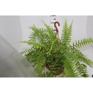 SAMAMBAIA AMERICANA C21