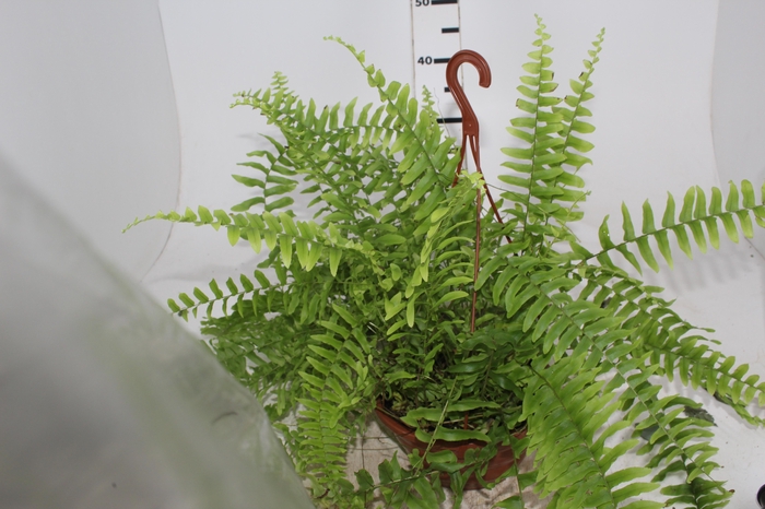 <h4>SAMAMBAIA AMERICANA C21</h4>