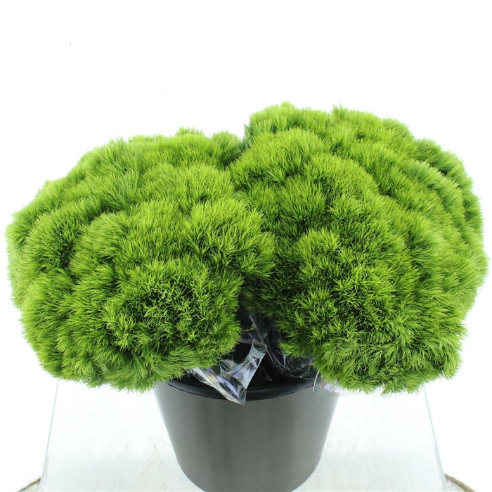 <h4>Di Barb Green Trick (x30 In Hoes)</h4>