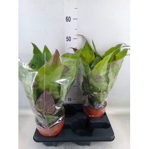 Aechmea tayoensis