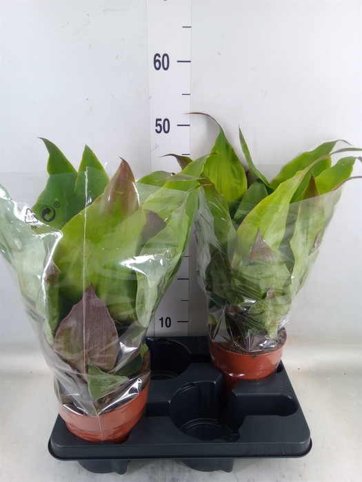 <h4>Aechmea tayoensis</h4>