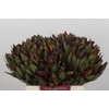 Leucadendron Saf Sunset Dark R.