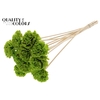 Shola Karnish Flower 6cm on stem Wax Light Green