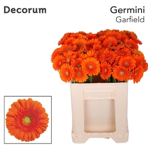 Germini Garfield Water