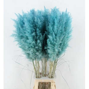 CORTA SELLOAN KLB H%