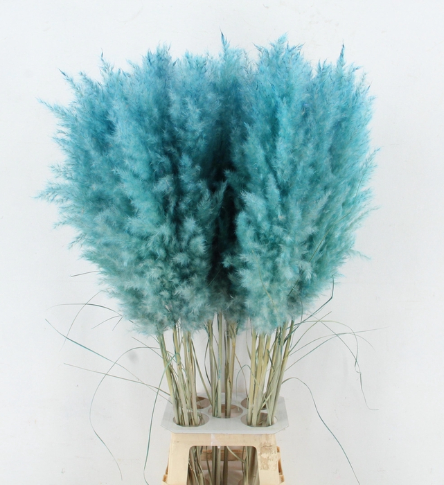 <h4>CORTA SELLOAN KLB H%</h4>