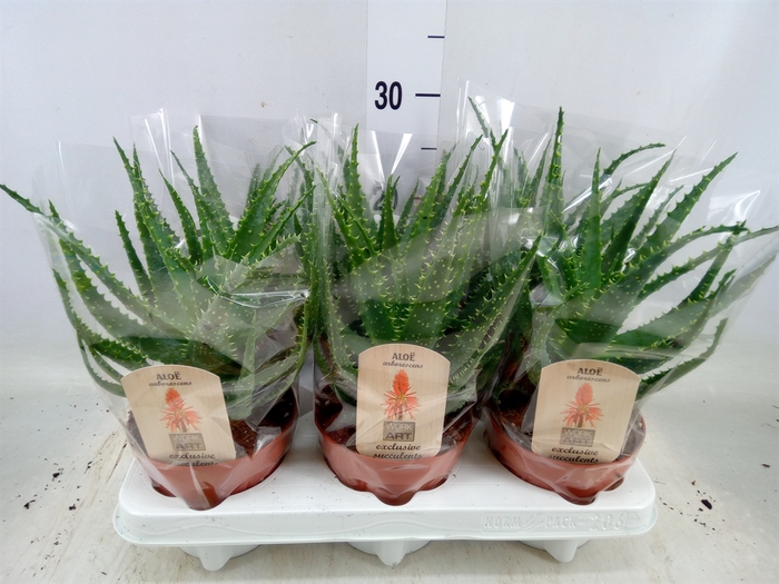 <h4>Aloe arborescens</h4>