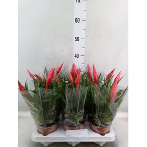 Vriesea  'Astrid'