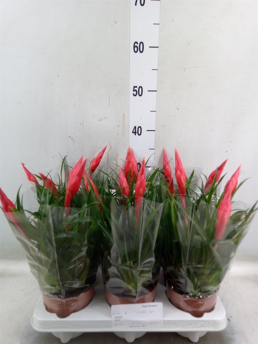 <h4>Vriesea  'Astrid'</h4>