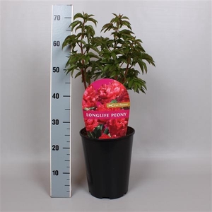 Paeonia overig