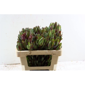 Leucad Senorita 50cm