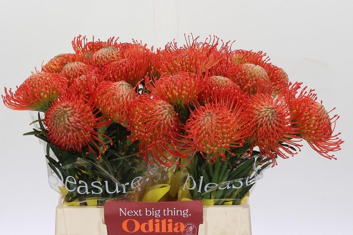 <h4>Nutans Succession</h4>