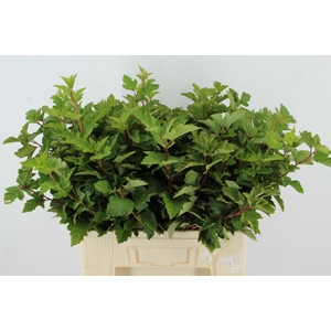 PHYSOCARPUSBLAD GROEN
