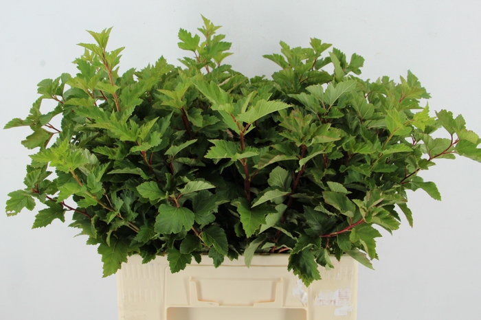<h4>PHYSOCARPUSBLAD GROEN</h4>