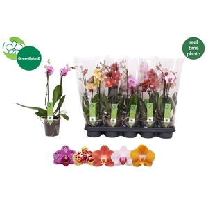 PHAL GEM