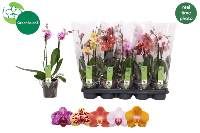 <h4>PHAL GEM</h4>