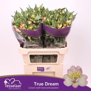 Alstr True Dream