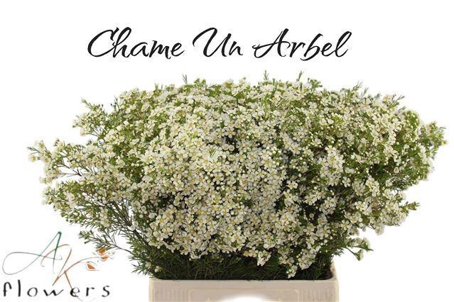 <h4>CHAME UN ARBEL</h4>