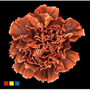 Dianthus St Gothic Orange