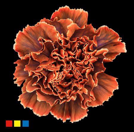 Dianthus St Gothic Orange