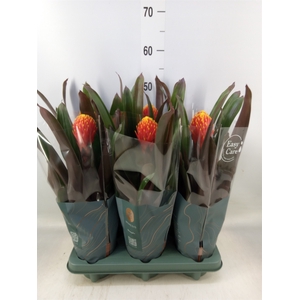 Guzmania  'Tala'