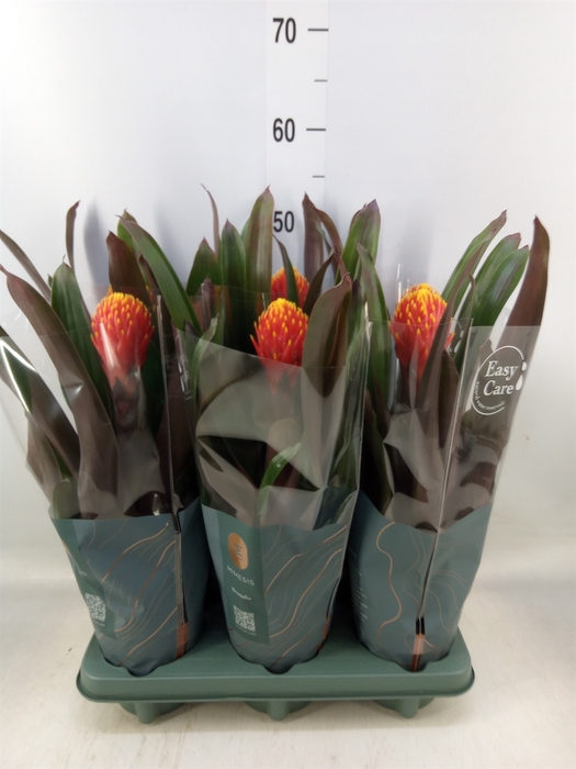 <h4>Guzmania  'Tala'</h4>