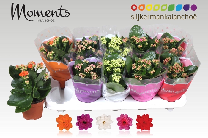 <h4>KAL GE GEM 5 KL</h4>