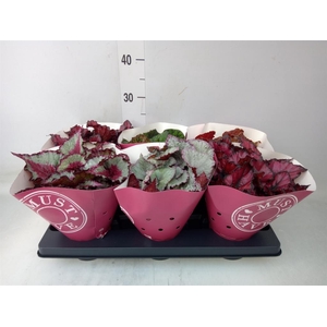 Begonia BD 'Beleaf'   ...mix