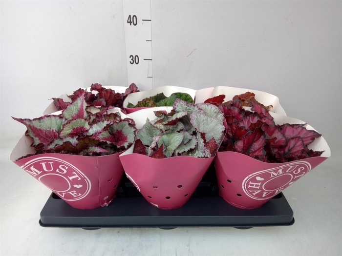 <h4>Begonia BD 'Beleaf'   ...mix</h4>