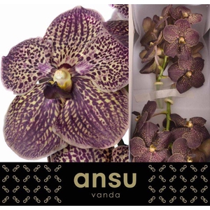 VANDA SU CHOC BROWN