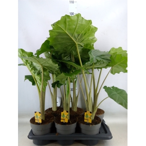 Alocasia portodora