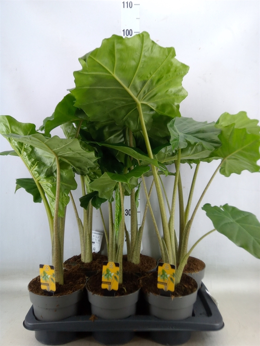 <h4>Alocasia portodora</h4>
