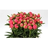 Paeo L Coral Charm