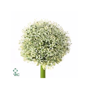ALLIUM WHITE GIANT