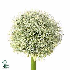 <h4>ALLIUM WHITE GIANT</h4>